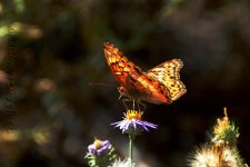 9-22-16-cr__D7K4383.jpg