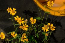 9-25-16-cr__D7K4387.jpg