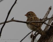 9-29-16-cr_D7K4455.jpg