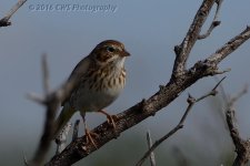9-30-16-cr__D7K4461.jpg