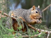 Squirrel.jpg