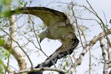 DSC_1151.jpg