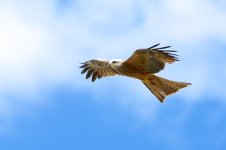 DSC_1200.jpg