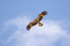 DSC_0956.jpg