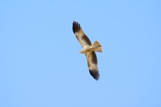 DSC_1050.jpg