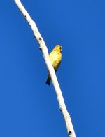 ROY_0504.JPG