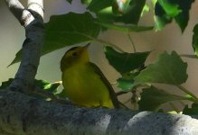 ROY_0517.JPG