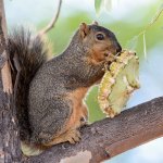 Squirrel.jpg
