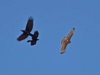 Hawk.jpg
