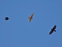 Hawk2.jpg