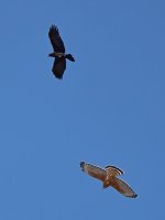 Hawk5.jpg