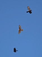 Hawk3.jpg