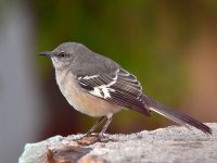 Mockingbird.jpg
