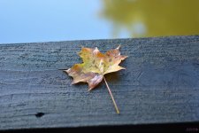 DSC_0296 nxd.jpg