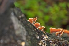 DSC_0339 nxd.jpg