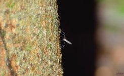 DSC_0345 nxd.jpg