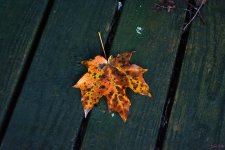 DSC_0310 nxd.jpg