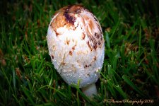 Mushroon 10-1-2016.jpg