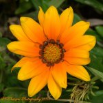 Yellow Gazania 10-1-2016.jpg