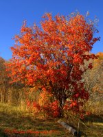 Single Autumn Tree #2 10-1-2016.jpg