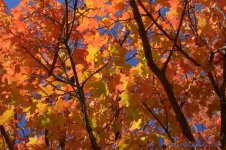 Orange and Yellow Tree 10-1-2016.jpg