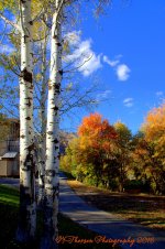 Autumn and Aspens 10-1-2016.jpg