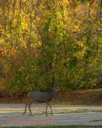 Autumn Deer 10-1-2016.jpg