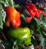 Red, Orange, and Green Peppers 10-3-2016.jpg