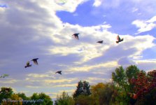 Birds in Flight 10-3-2016.jpg