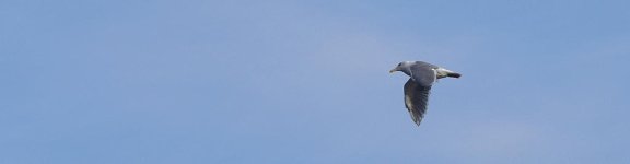x_IMG_6472.jpg