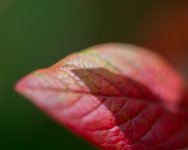 DSC_5954-2.jpg