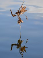 Leaf.jpg