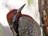 Sapsucker7.jpg