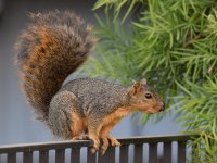 Squirrel2.jpg