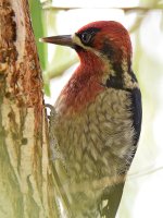 Sapsucker.jpg