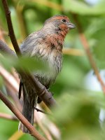 Finch3.jpg
