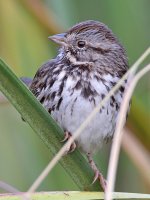 Sparrow3.jpg