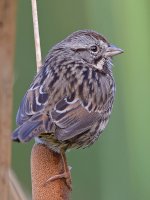 Sparrow6.jpg