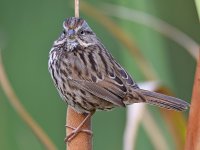 Sparrow10.jpg