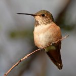 Hummer2.jpg