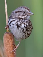 Sparrow5.jpg