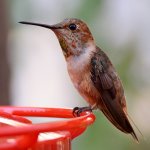 Hummer13.jpg