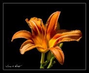 W_DSC_5340.jpg
