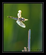 W_DSC_9839.jpg