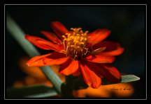W_DSC_9099.jpg