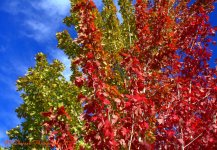 Autumn Tree 10-4-2016.jpg