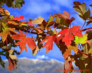 Autumn Tree #2 10-4-2016.jpg