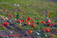 Pumpkin Field 10-4-2016.jpg