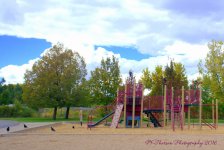 Crows on the Playground 10-5-2016.jpg