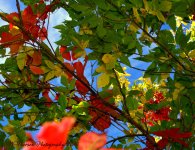 Red Autumn Leaves #2 10-5-2016.jpg